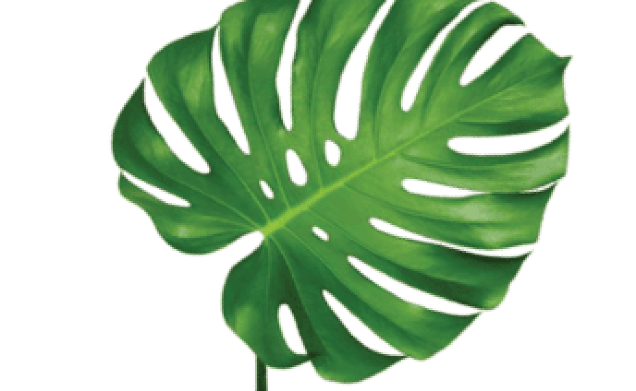 demo-attachment-97-leaf